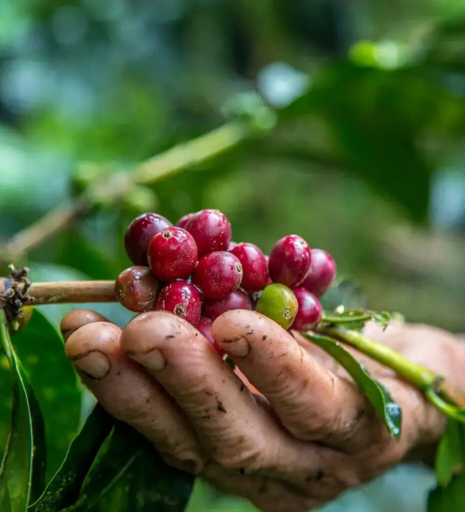 Coffee Estate Rounds