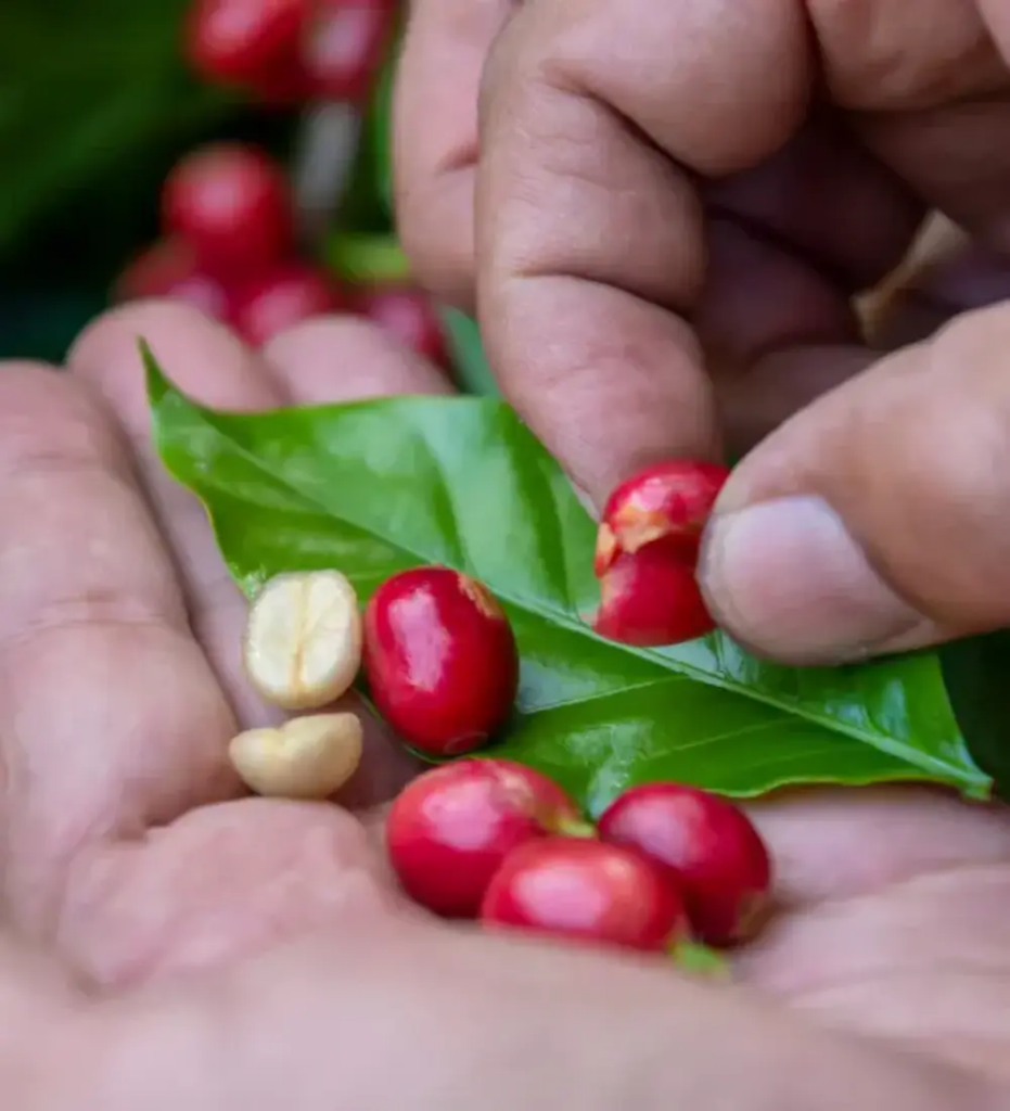 Coffee Bean Plucking